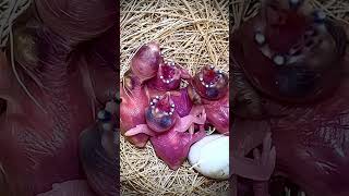 NOT AI Mutation gouldian finch chicks close up  baby bird bird birds [upl. by Reinaldos]