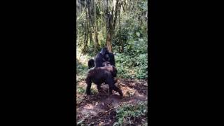 Mountain Gorillas Mating  Gorilla Encounters Africa [upl. by Terti412]