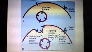 Import of glucose into cells using insulin dependent GLUT4 [upl. by Riley]