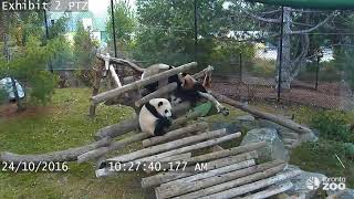 Giant Panda Cub Fall Compilation Toronto Zoo [upl. by Hnahym551]