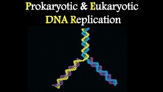 Difference Between Prokaryotic and Eukaryotic DNA replication [upl. by Abey]