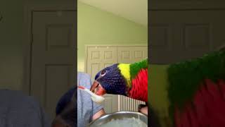 Feeding baby Lorikeet his nectar food 🥰 petbirds lorikeet [upl. by Cathi]