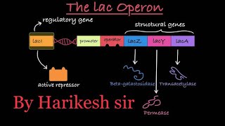 Operon Concept Regulation of Gene expression Molecular BiologyLac operon [upl. by Aicirtam]