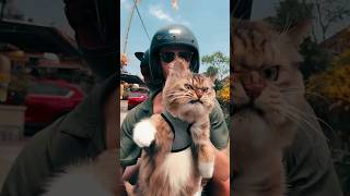 89 Funny Cat videos 🐱🐱 meowing memes cute [upl. by Nosiaj131]