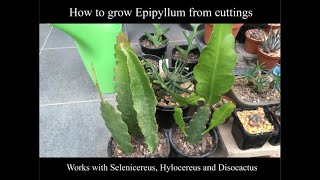 How to grow Epiphyllum from cuttings with results also works with Selenicereus and Disocactus [upl. by Arteid]