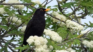 Blackbirds Singing  The Beautiful Sound of Bird Song in Spring [upl. by Burrows]