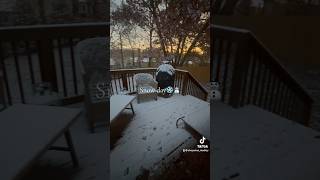 Snow day snowday dailyvlog sahmlife dogmom dayinthelife morningvlog ditl [upl. by Nomahs]