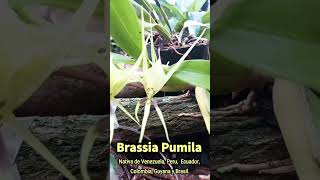 Brassia pumila orquibor brassia orquideas orchids [upl. by Fulbright]