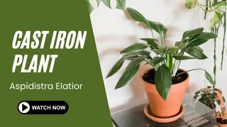 Cast Iron Plant  Aspidistra Elatior  TinyLeaf [upl. by Eydnarb206]