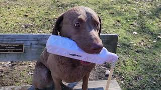 Chesapeake Bay Retriever quick training session [upl. by Dadinirt]