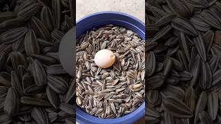 cockatiel birds eggs crack solution 🦜 shortsfeed birds birdslover birdscare [upl. by Emoryt]