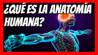 ✅ ¿Qué es la ANATOMÍA HUMANA Explicada en 1 minuto  Resumen rápido y fácil [upl. by Azral182]