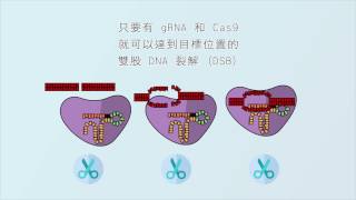 2 分鐘認識 CRISPRCas9 基因編輯技術 CRISPRCas 9 Gene Editing Introduction [upl. by Ielarol75]