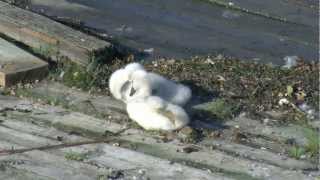 Baby Swan Stretching [upl. by Albarran]