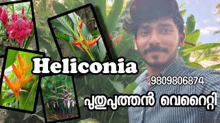 Heliconia plant collection for sale  Heliconia plants for cut flower  Heliconia variety for sale [upl. by Hank904]