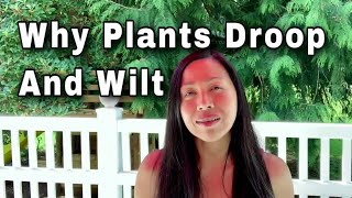 Why Are My Plants Drooping And Wilting [upl. by Eirak]