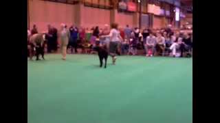 Crufts 2013 Curly Coated Retriever Dog Challenge [upl. by Lahcar]