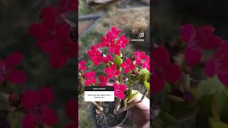 Calanchoe ou Calandiva kalanchoe suculentas flores [upl. by Lamdin]