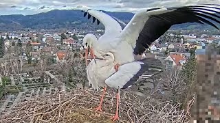 Live aus dem Storchennest Kirchzarten Deutschland [upl. by Leonhard]