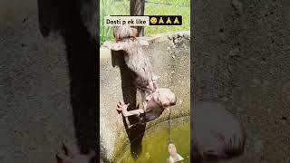 monkey funny animals comedy 🙏🙏🙏 [upl. by Dinerman]