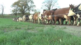 UK ProCROSS cows going home for milking [upl. by Arraik]