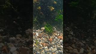 Sounds of the sea underwater mossy rocks underwater bubble sound effect slow motion video [upl. by Vlada665]