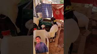 bakra lari bado badi eid special video bakracow [upl. by Hands]