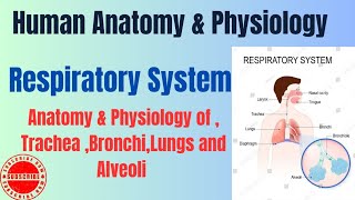 Anatomy amp Physiology of TracheaBronchiLungs and Alveoli I Respiratory System I HAP pharmacynotes [upl. by Adroj601]