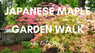 Japanese Maple Bonsai amp Garden Walk in Late May [upl. by Hoehne]