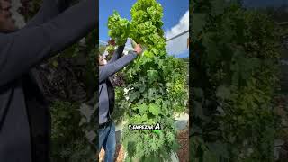 Hidroponia para todos cultivarencasa plantas cultivohidroponico cultivaencasa agriculture [upl. by Evreh]