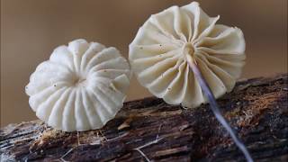 Marasmius rotula Scop Fr 1838 [upl. by Haeluj]