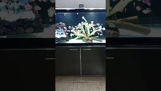 My 90 gal Glofish Tank Setup [upl. by Nnylyram]