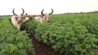 Plantonics Organic fertilizer for higher yield in Cotton [upl. by Maclaine185]