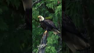 Beautiful Eagle with Music to Relax [upl. by Noirad668]