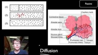 Transport Across Cell Membranes [upl. by Yblocaj]