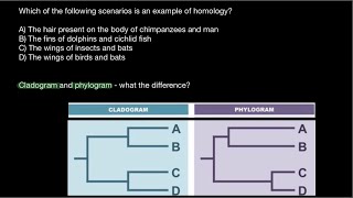 Homology vs Homoplasy  Cladogram vs Phylogram [upl. by Yreved]