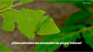 ¿Cómo controlan los nematodos las plagas foliares [upl. by Rego558]