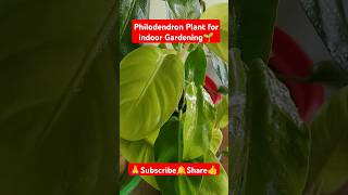 Philodendron Plant indoor shorts viralvideo gardening philodendron plantcare indoorplants [upl. by Leary]