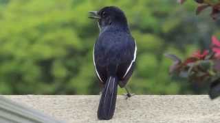 Magpie Robin singing beautiful song [upl. by Gwendolin]