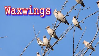 Waxwings November 2023  Day 2 [upl. by Adnima]