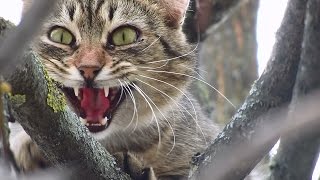 Cat meowing high up on tree [upl. by Ecilahs]