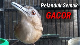 Pelanduk semak GACOR [upl. by Azenav342]