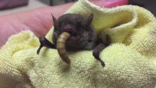 Eastern Broadnose microbat This is Mini Mary doing nom noms [upl. by Valtin]