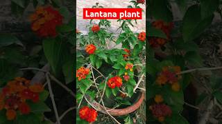 Lantana plant flowers plants gardening garden indoorplants nature [upl. by Oad]