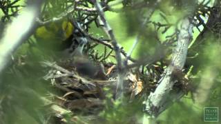 Goldencheeked Warbler Nest with Chicks [upl. by Rozelle561]