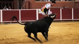 Nava del Rey Concurso de Recortes con Toros Bravos 2023 [upl. by Kcyred]