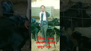 तरूणानो जिवनात फक्त मालक म्हणून जगा osmanabadi goat arvee goat farm [upl. by Solrac]