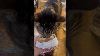 Cat thinks my sandwich is hers [upl. by Ahsekyw]