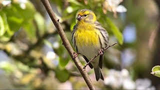 Serin Cini Serin serinus serinus Ambleteuse avril 2024 [upl. by Aihseit305]