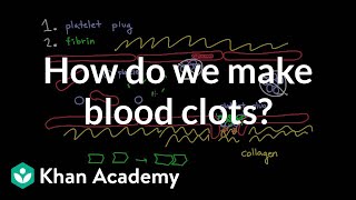 How do we make blood clots  Human anatomy and physiology  Health amp Medicine  Khan Academy [upl. by Ynos767]